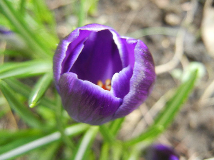 Crocus Negro Boy (2013, March 14)