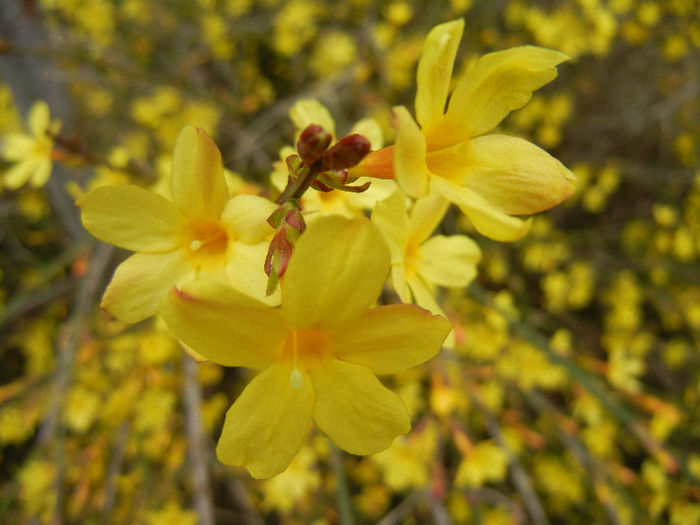 Jasminum nudiflorum (2013, March 14)