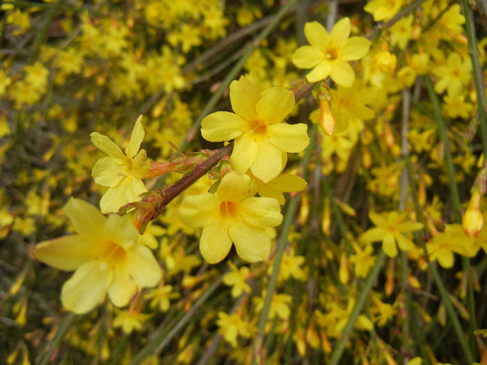 Jasminum nudiflorum (2013, March 14)