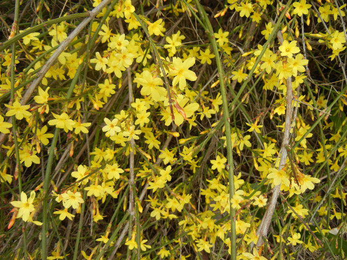 Jasminum nudiflorum (2013, March 14)