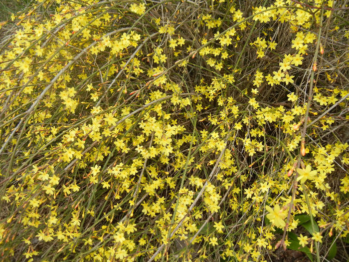 Jasminum nudiflorum (2013, March 14)