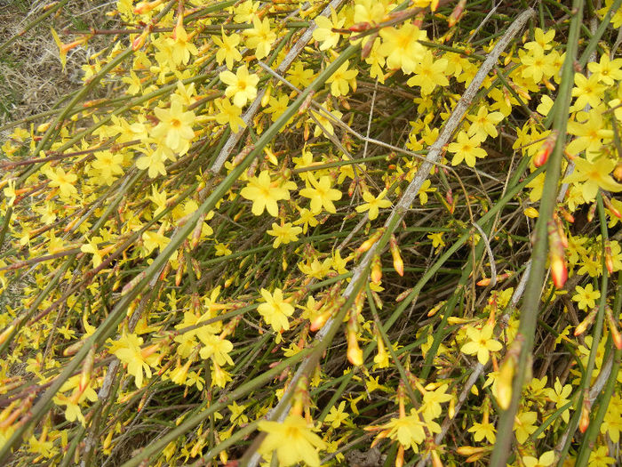 Jasminum nudiflorum (2013, March 14)