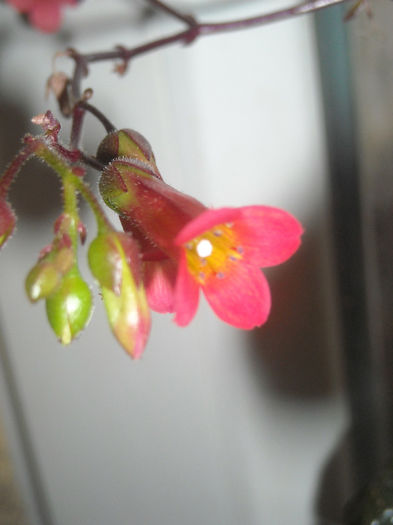 Kalanchoe tessa