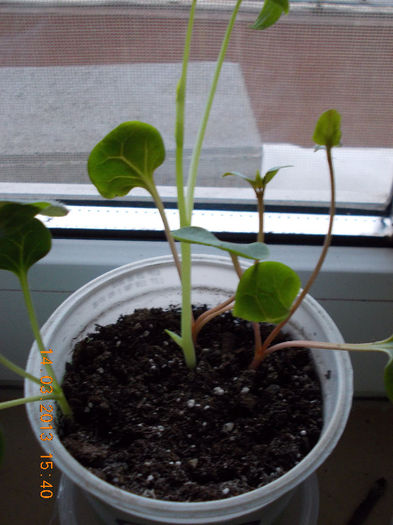 dicentra spectabilis alba+mirabilis - martie 2013