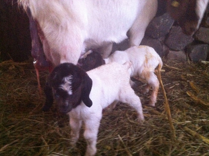 Poze animale 071 - Fatari capre Boer 2013