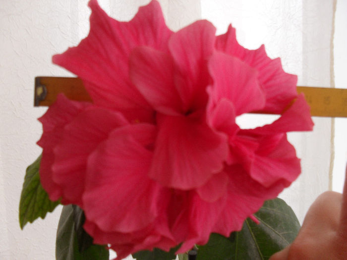 SDC10436 - hibiscus