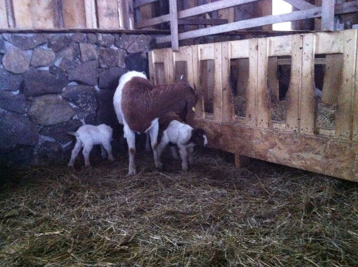 Poze animale 169 - Fatari capre Boer 2013