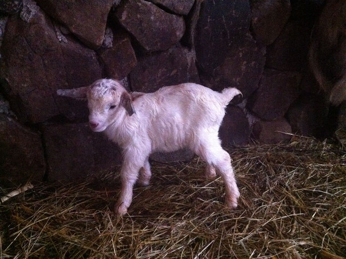 Poze animale 242 - Fatari capre Boer 2013