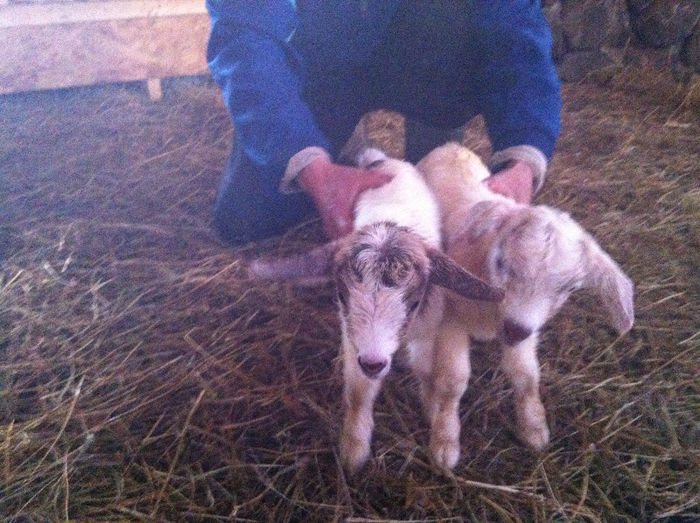 ieduta si tapic; carpatina-boer
