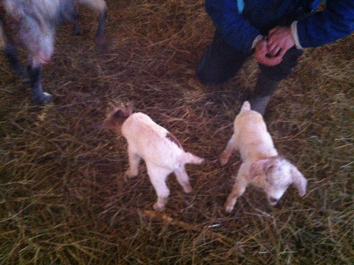 Poze animale 249 - Fatari capre Boer 2013