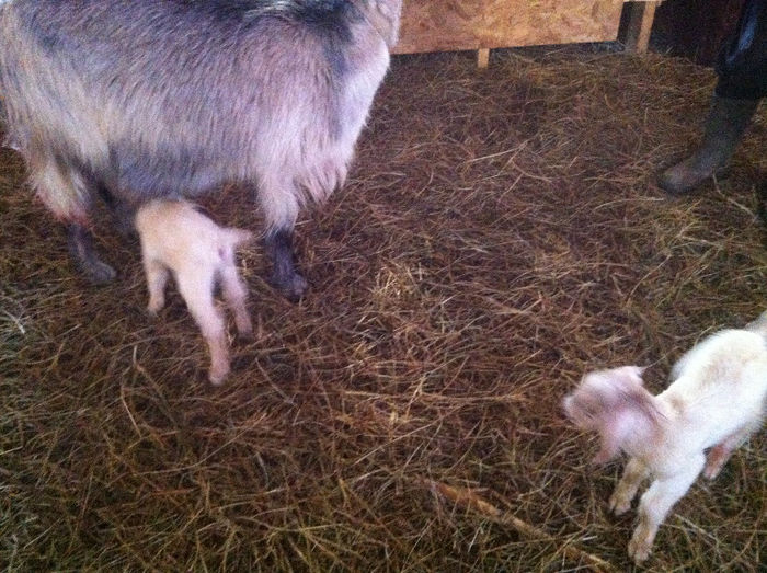 Poze animale 251 - Fatari capre Boer 2013