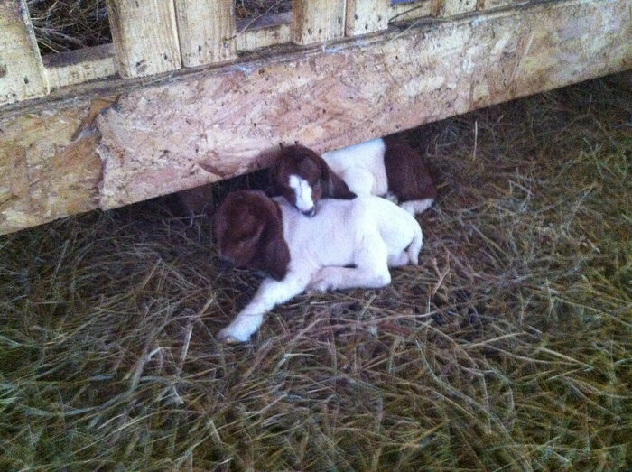 Poze animale 255 - Fatari capre Boer 2013