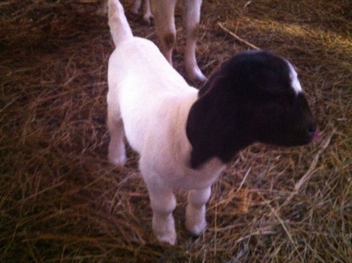 Poze animale 267 - Fatari capre Boer 2013