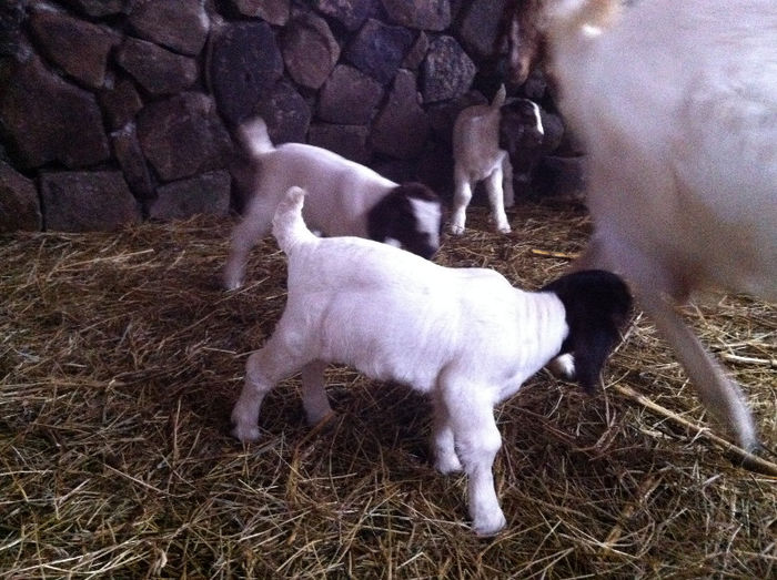 Poze animale 277 - Fatari capre Boer 2013