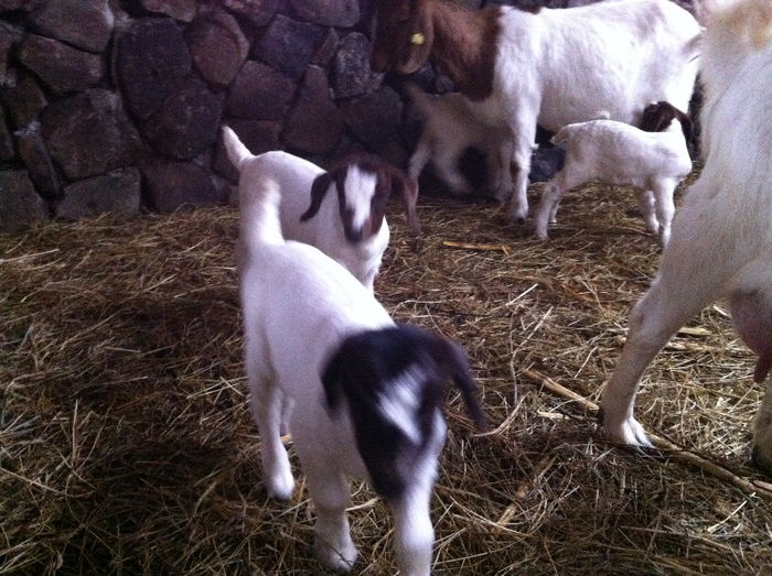 Poze animale 278 - Fatari capre Boer 2013