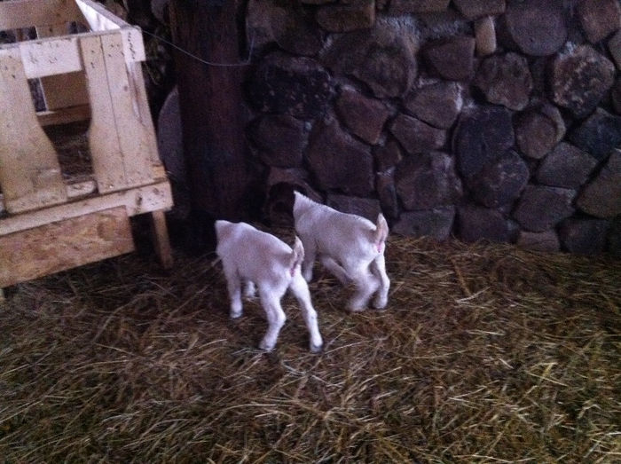 Poze animale 285 - Fatari capre Boer 2013