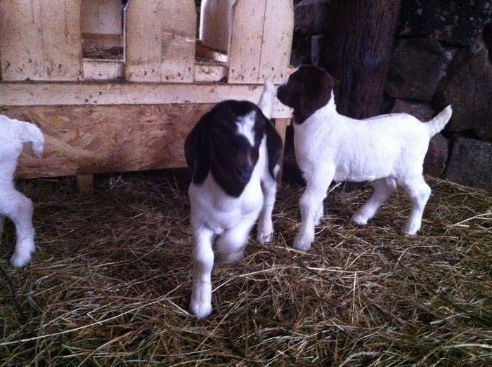 Poze animale 286 - Fatari capre Boer 2013