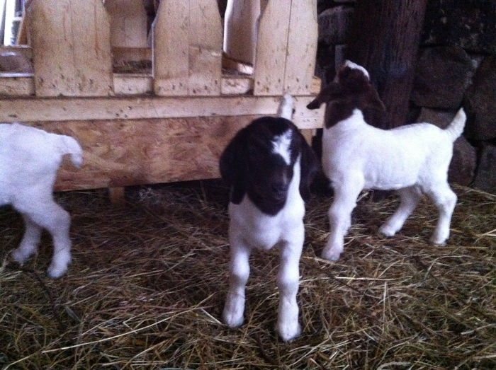 Poze animale 287 - Fatari capre Boer 2013