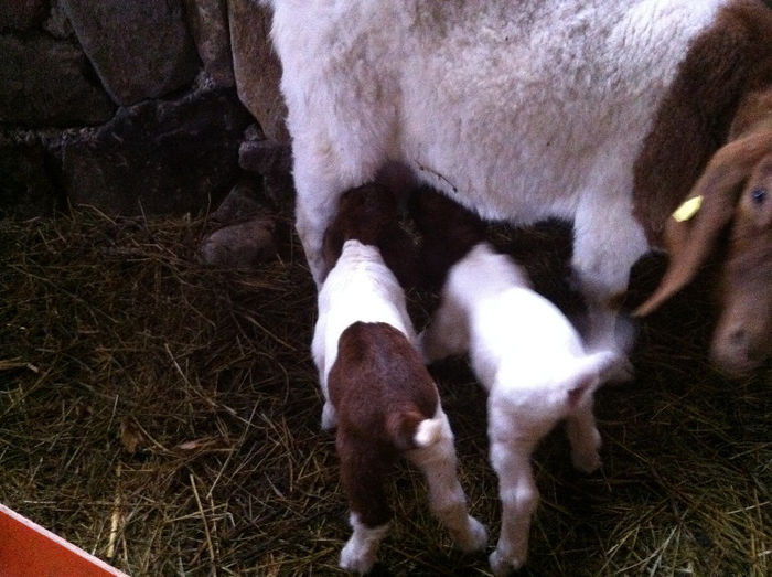 Poze animale 288 - Fatari capre Boer 2013