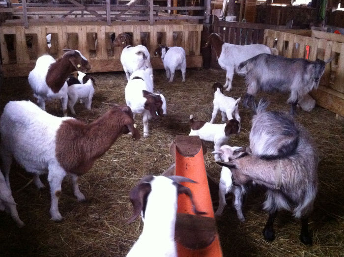 Poze animale 320