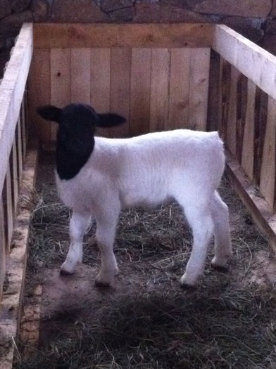 Poze animale 353 - Fatari dorper 2013