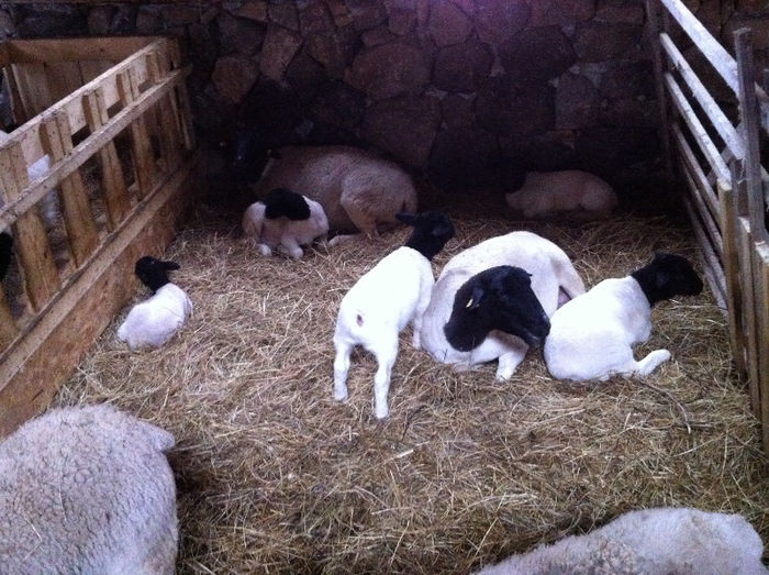 Poze animale 389