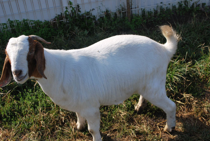 DSC_0017 - Vizita Ferma Boer Indiana SUA