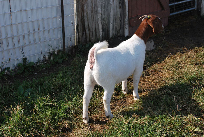 DSC_0018 - Vizita Ferma Boer Indiana SUA