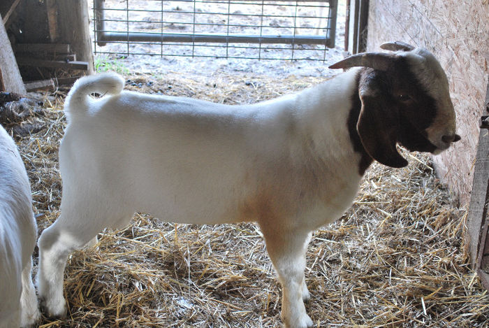 DSC_0026 - Vizita Ferma Boer Indiana SUA