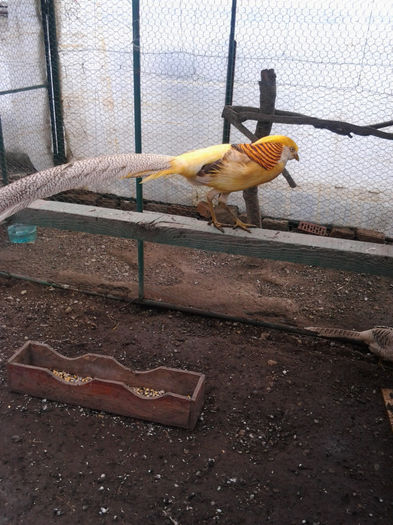 Fotografie0497 - fazani auriu pe galben