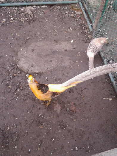 Fotografie0504 - fazani auriu pe galben