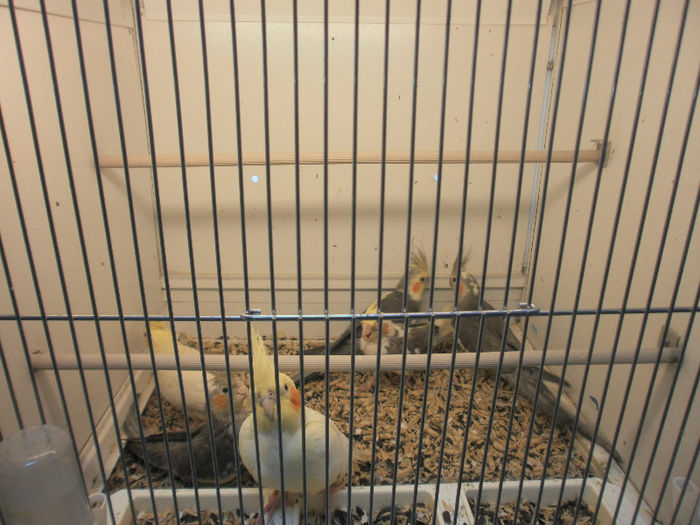 P3070136 - papagali nimfe de vanzare