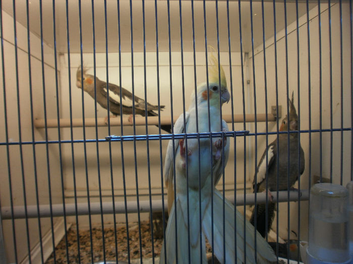 P3070137 - papagali nimfe de vanzare