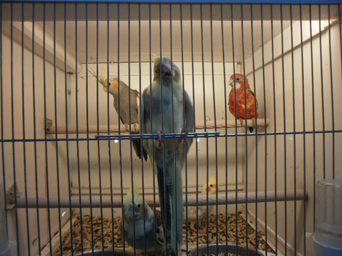 P3070138 - papagali nimfe de vanzare