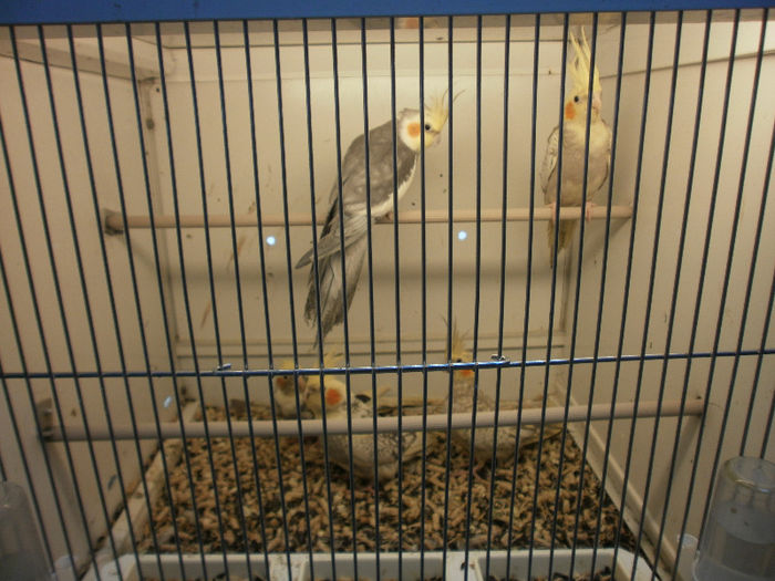 P3070135 - papagali nimfe de vanzare