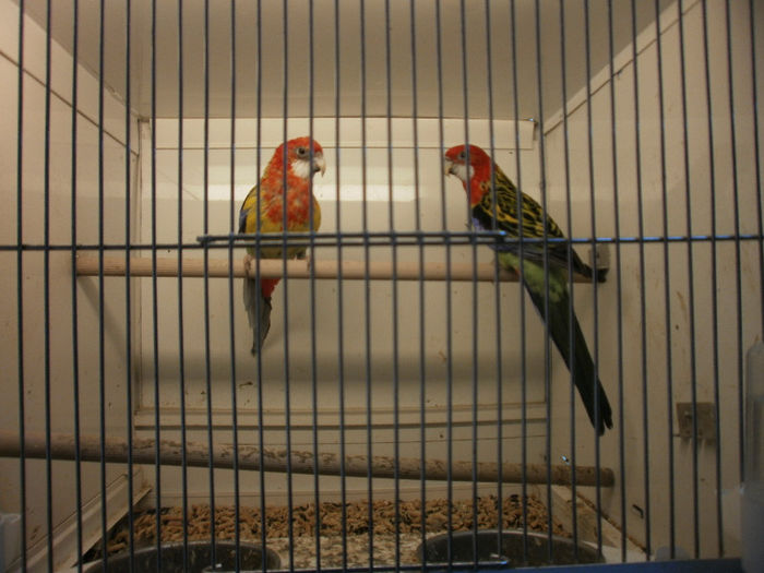 P3070144 - papagali rosella de vanzare-pereche
