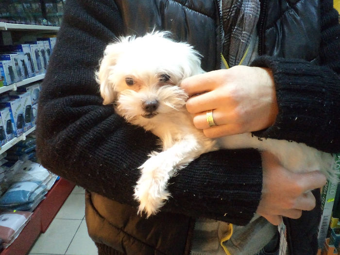 DSC03901 - catei bichon maltese de vanzare