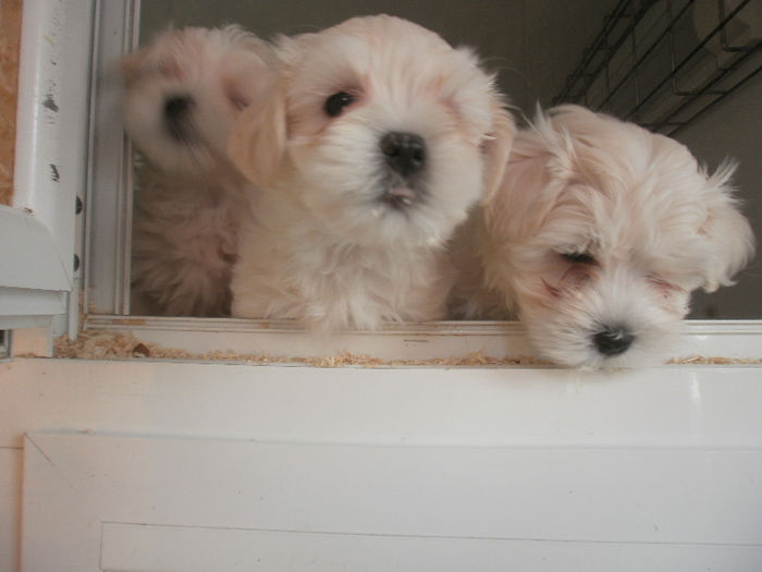 P3070153 - catei bichon maltese de vanzare