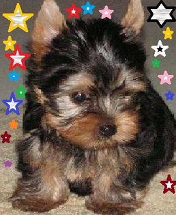 7122424_3_644x461_vand-catelusi-animale-de-companie - Yorkshire terrier mini toy