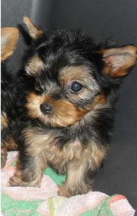 8843389_1_644x461_yorkshire-mini-toy-si-yorkshire-toy-bacau - Copy - Yorkshire terrier mini toy