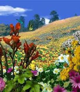 campie deosebita - flori frumoase