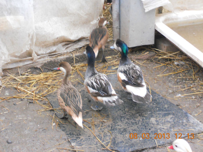 Fluieratoare de chile si Bahamas - Pasari De Apa