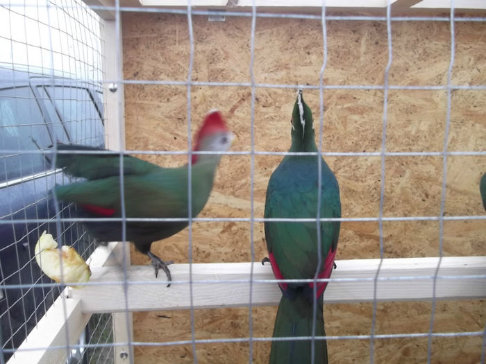 DSCF2247 - targ Monor 10-03-2013