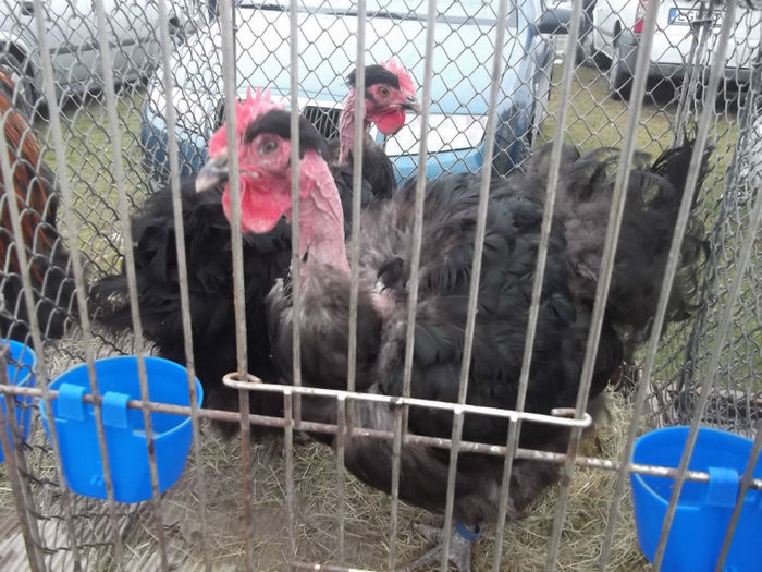 DSCF2304 - targ Monor 10-03-2013