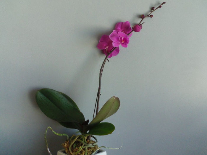 14 martie 2013 - 2013 Orhidee
