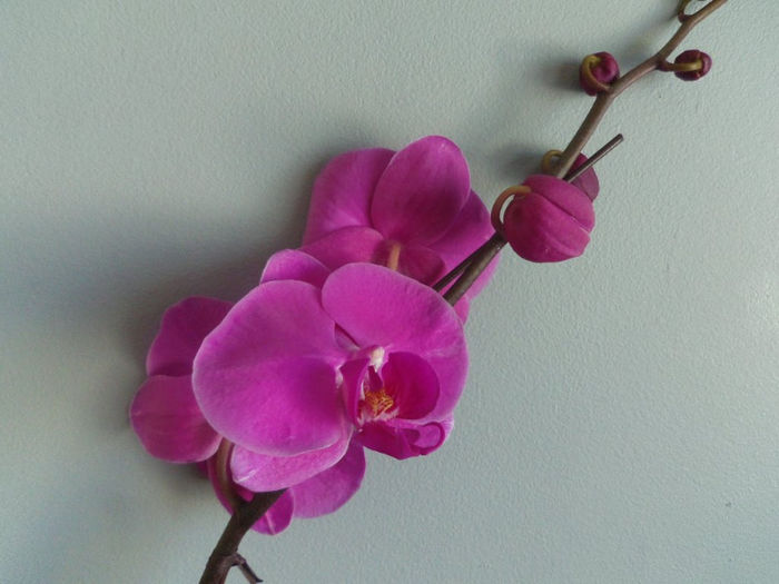 14 martie 2013 - 2013 Orhidee