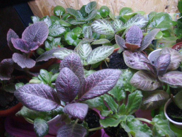 Picture 028 - Episcia