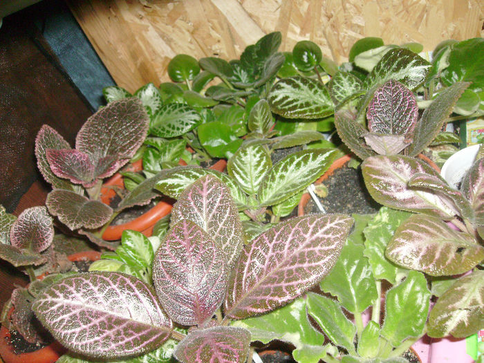 Picture 029 - Episcia