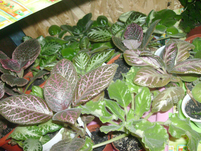 Picture 030 - Episcia