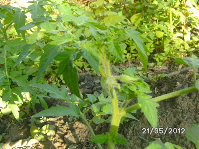BILD9653